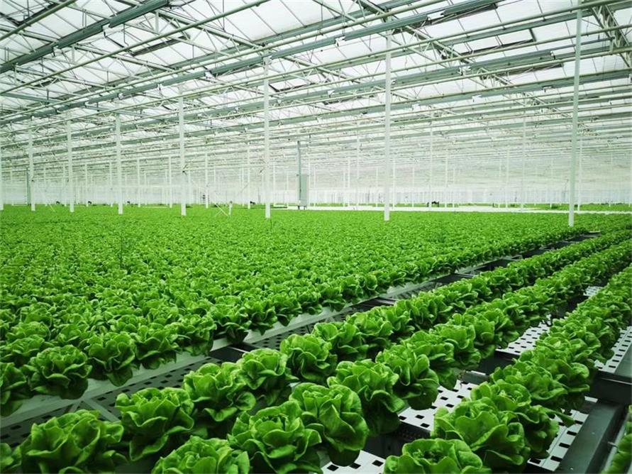 MGS全自動葉菜淺液流水培系統_2_大昭科技_來自小紅書網頁版 MGS全自動葉菜淺液流水培系統_2_大昭科技_來自小紅書網頁版